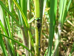 Plancia ëd Chlorogomphus suzukii (Oguma 1926)