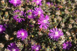 Imagem de Drosanthemum dipageae H. E. K. Hartmann