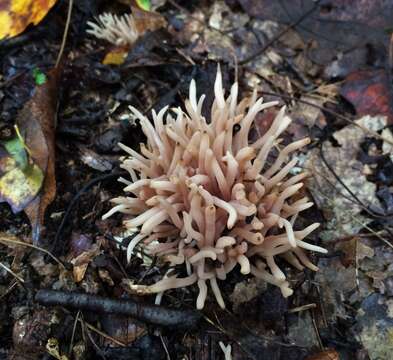 Image of Clavaria fumosa Pers. 1796