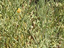 Image of Coronilla juncea L.