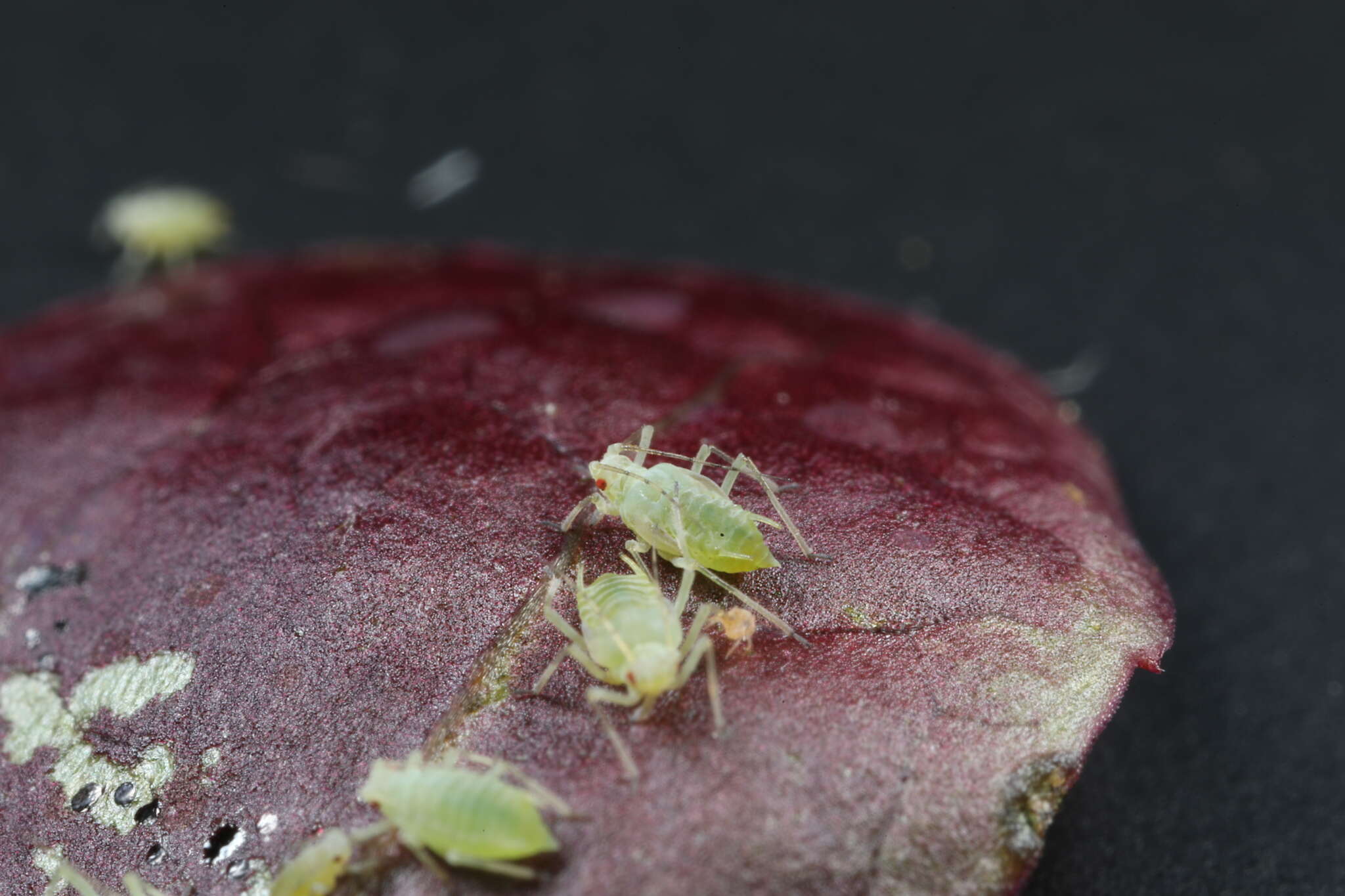 Image of Aphid