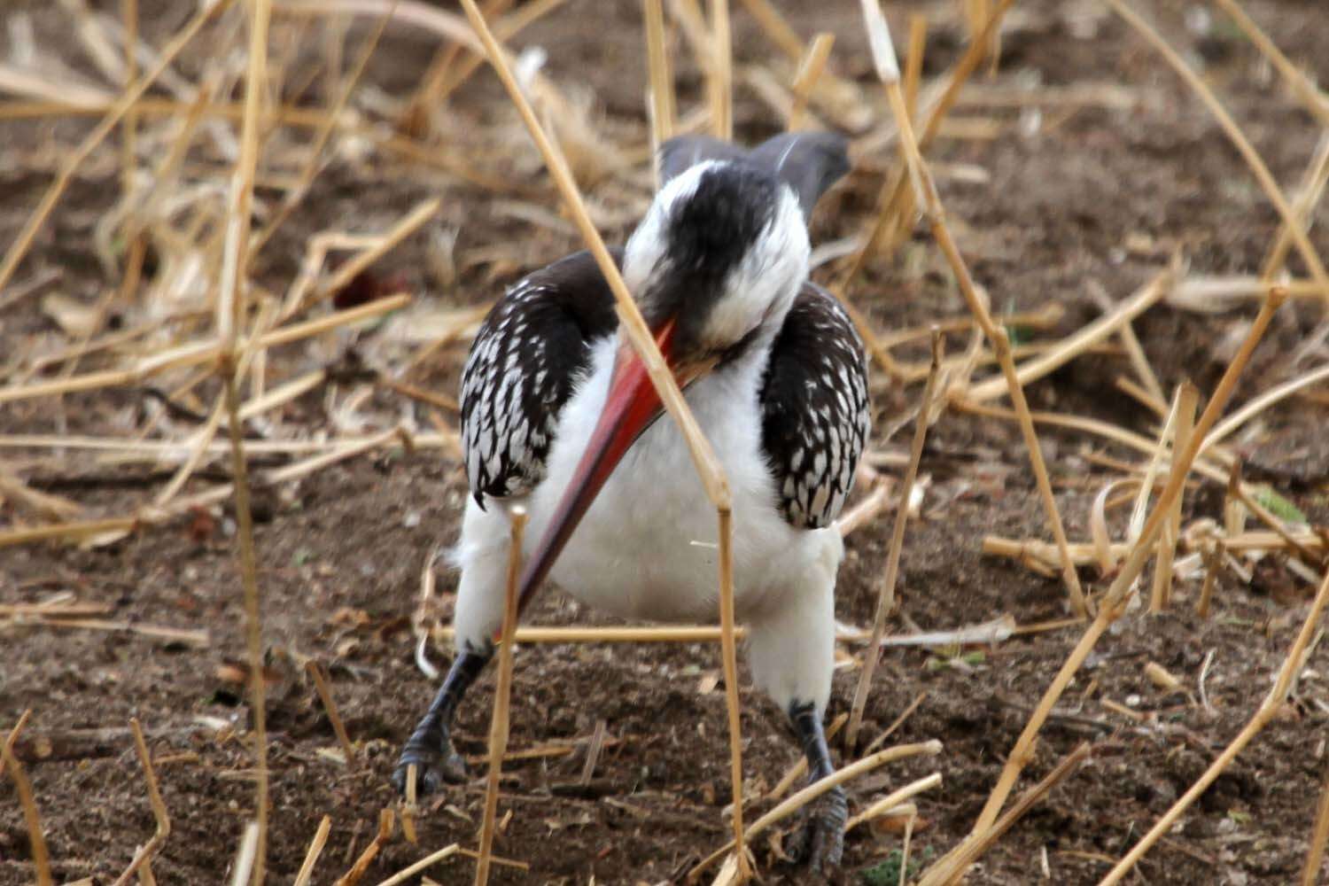 Image of Northern Red-billed Hornbill