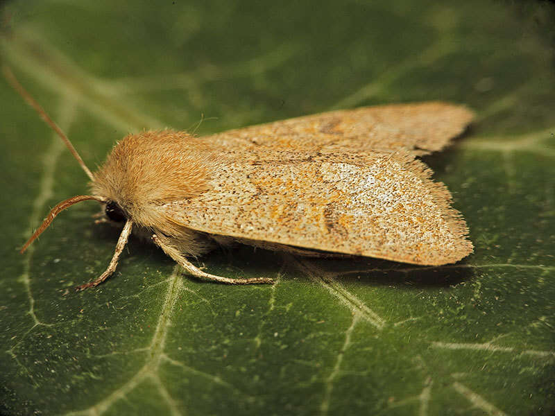 Image of blossom underwing