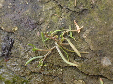 Image of Dwarf Candy-Flower