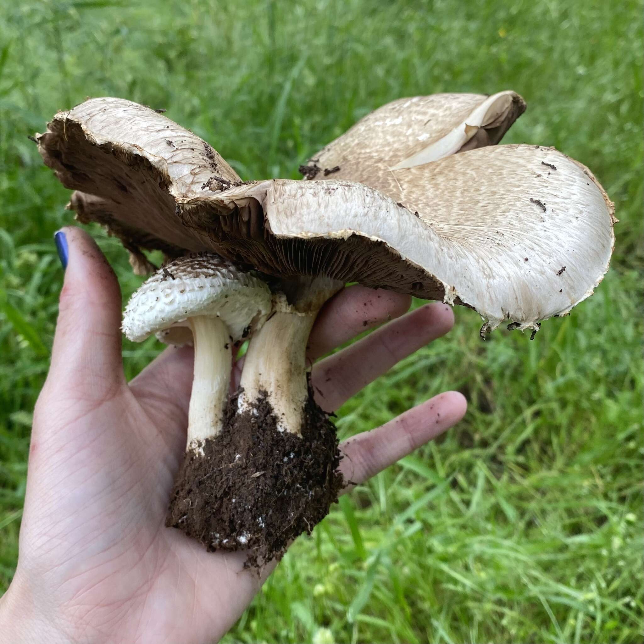 Sivun Agaricus subrufescens Peck 1894 kuva