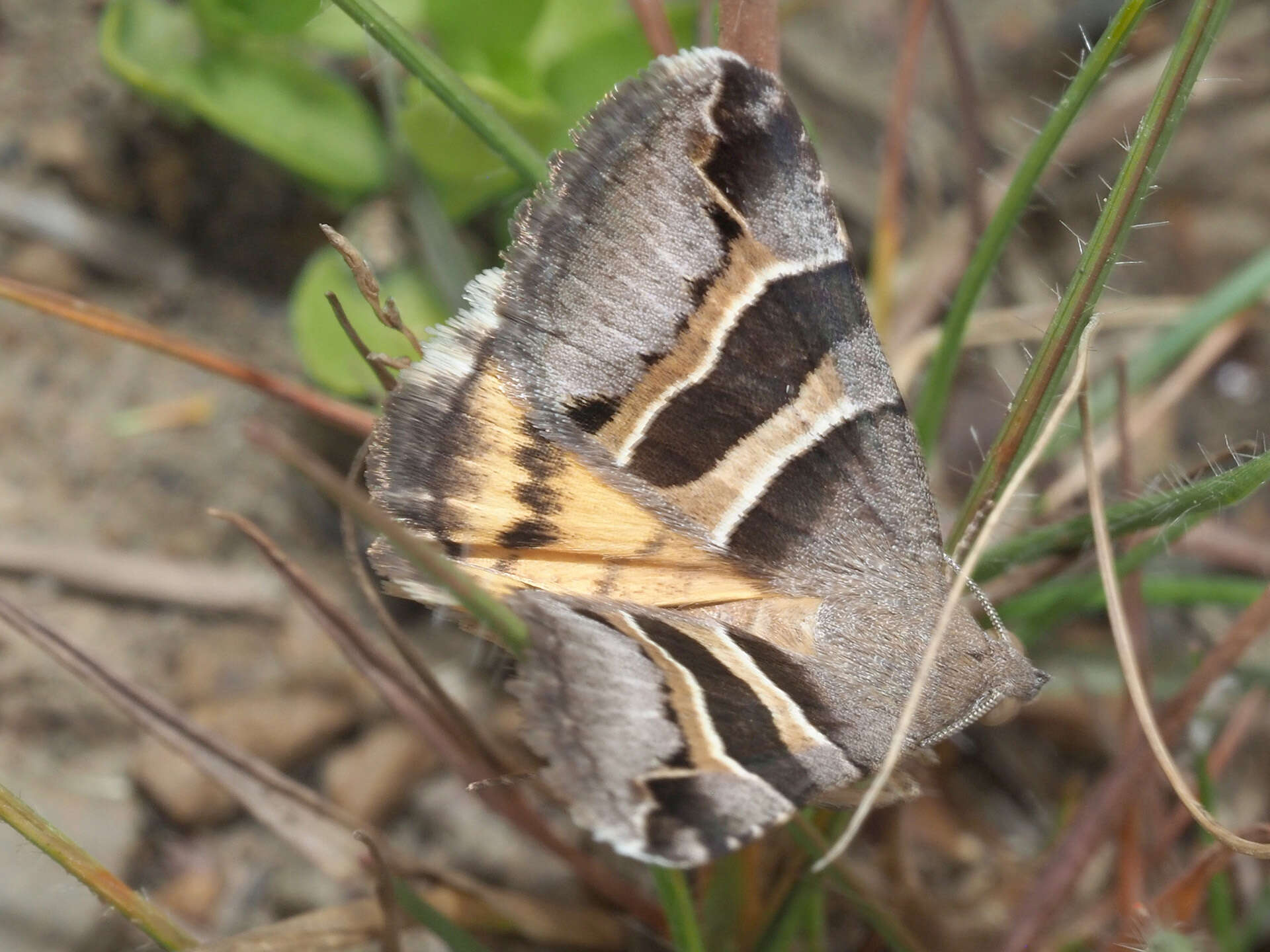 صورة Grammodes euclidioides Guenée 1852