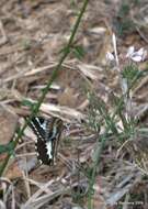 Image of Papilio delalandei Godart (1824)