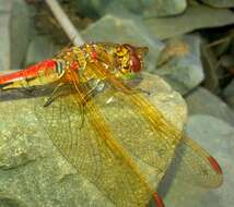 Image of <i>Sympetrum striolatum imitoides</i> Bartenef 1919