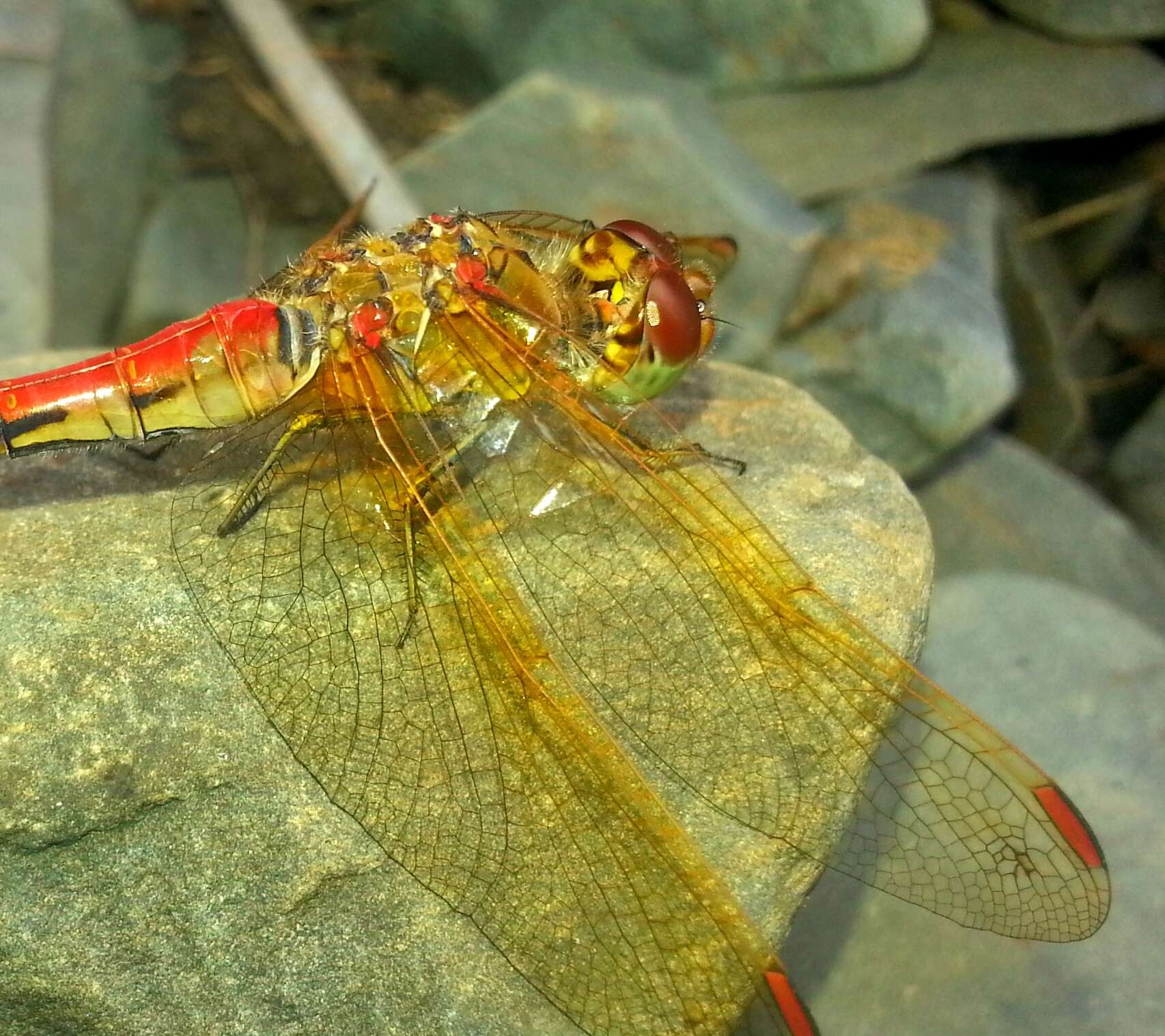 Image of <i>Sympetrum striolatum imitoides</i> Bartenef 1919