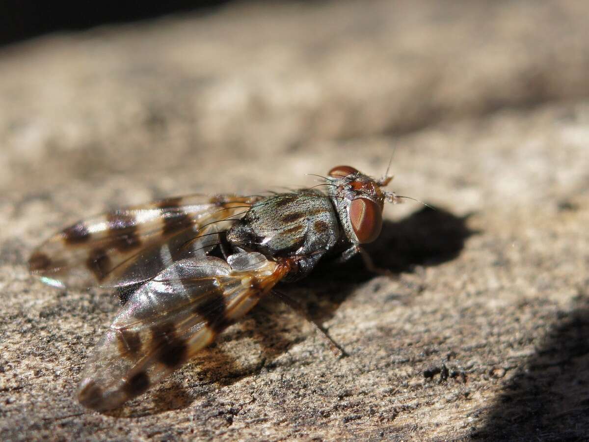 Image of <i>Ceroxys hortulana</i>