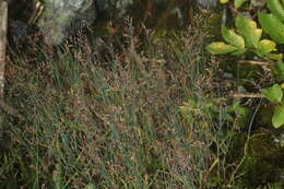 Image de Poa glauca Vahl