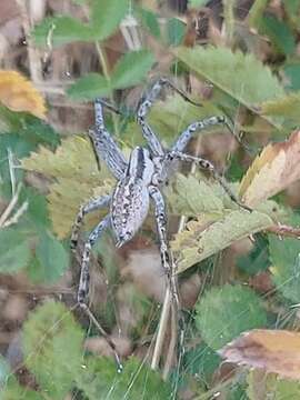 Image of Agelenopsis aperta (Gertsch 1934)