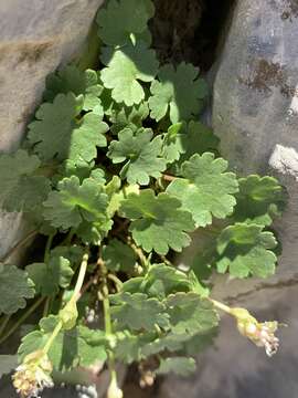 Image of Charleston Mountain Kitten's-Tail