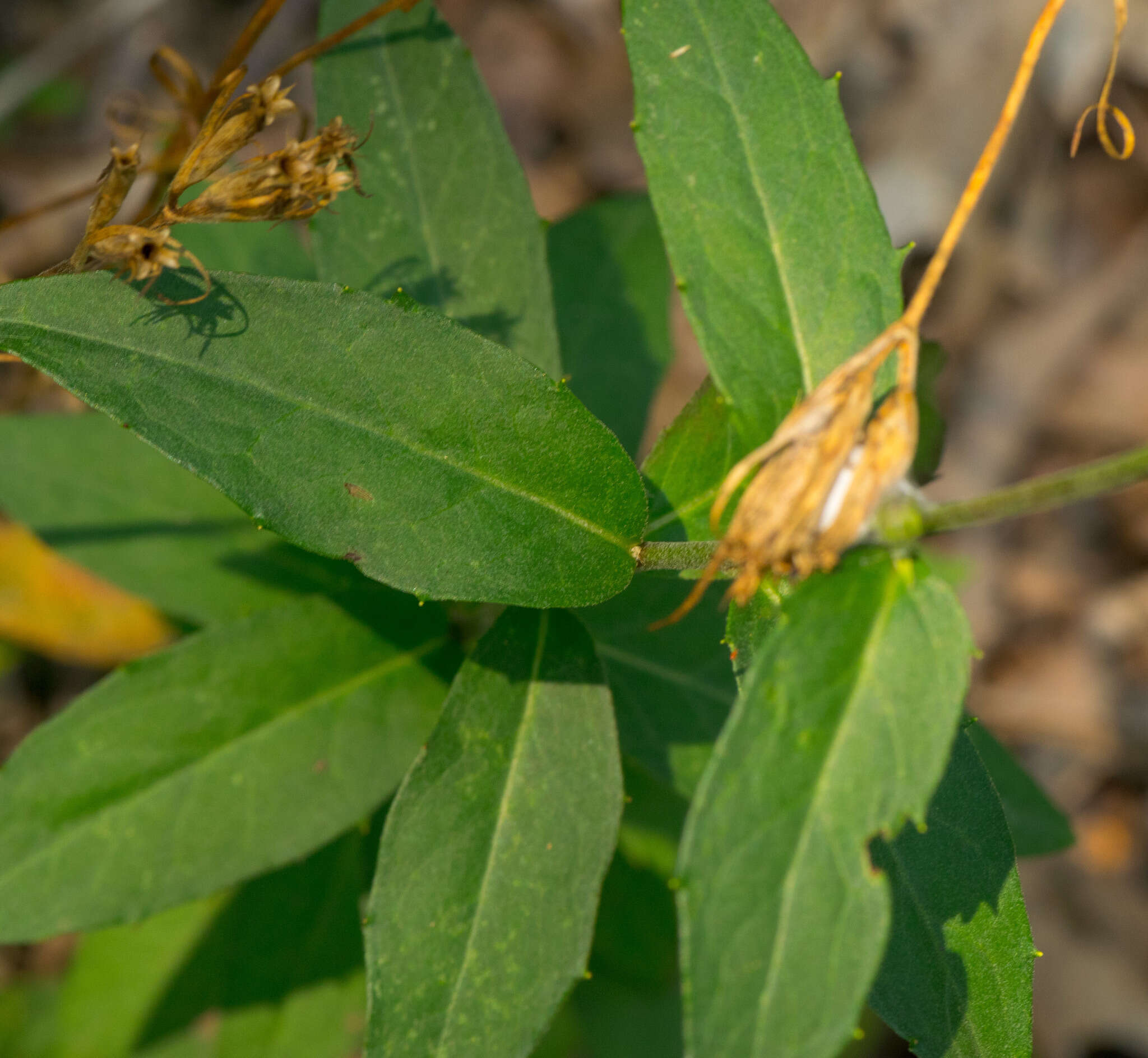 Image of hawkweed