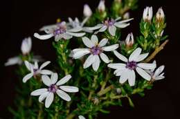 Image of Olearia minor (Benth.) N. S. Lander