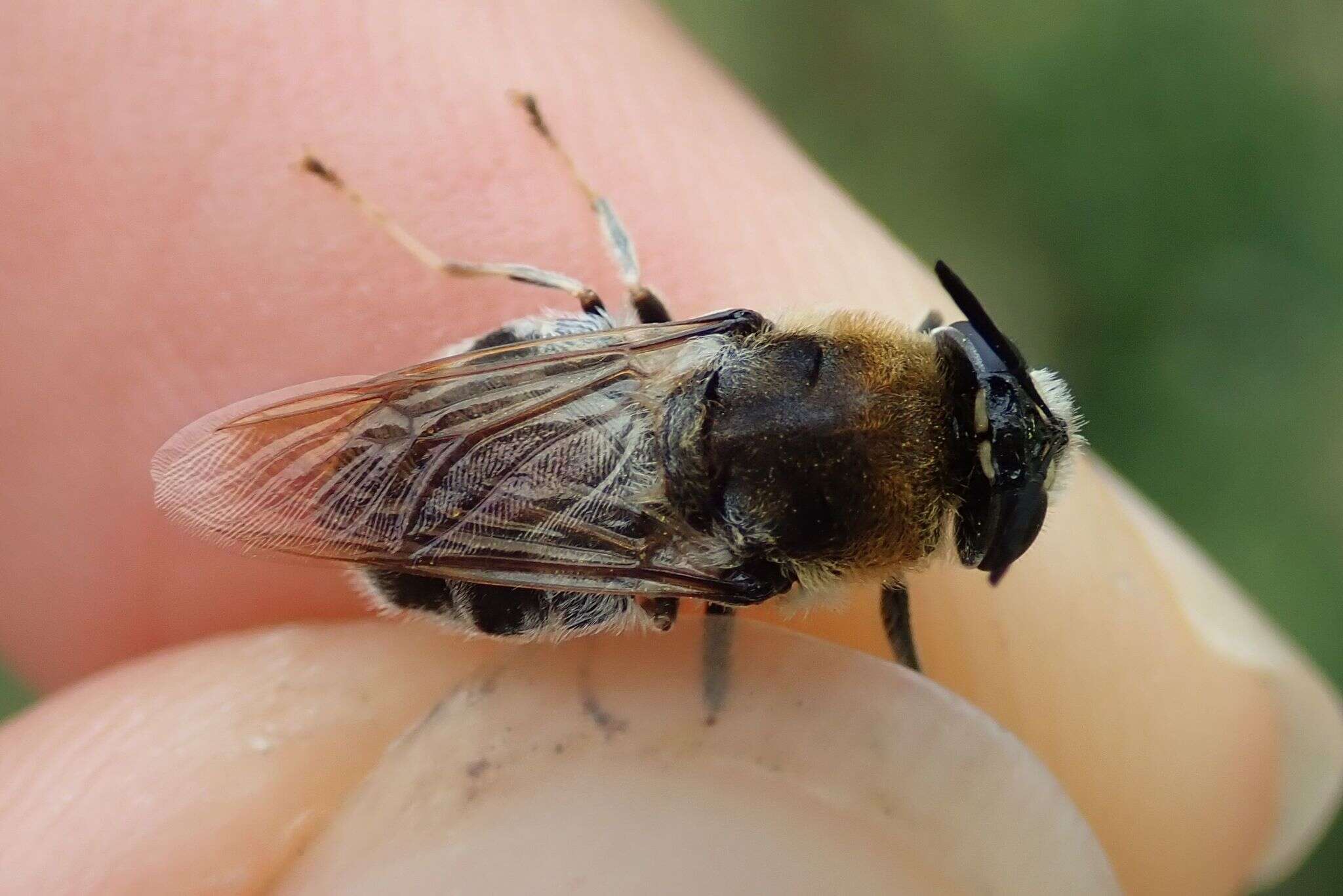 صورة Stratiomys longicornis (Scopoli 1763)