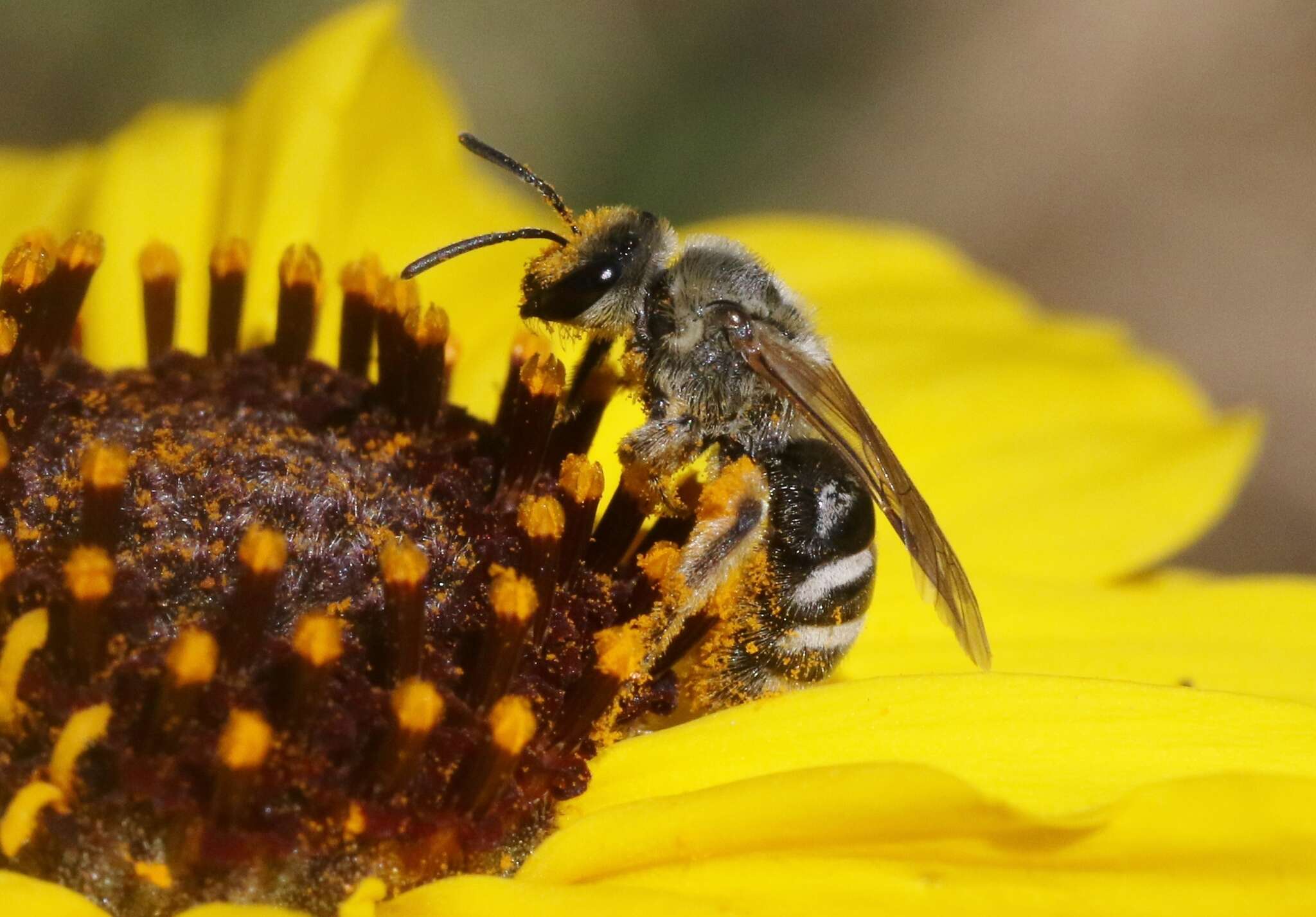 Image of Tansy Mustard Sweat Bee