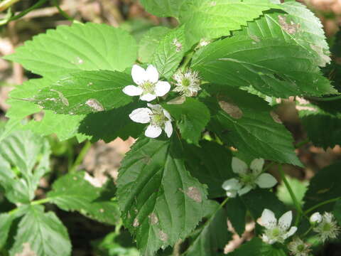 Image de Rubus polonicus Barr. ex Weston