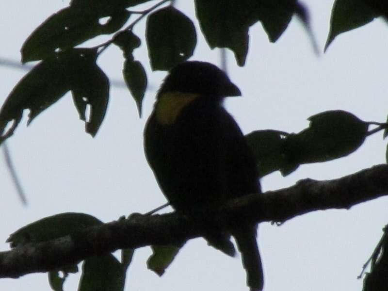 Image of Golden-chested Tanager