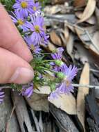 Felicia fruticosa subsp. fruticosa resmi