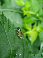 Plancia ëd Cephalochrysa nigricornis (Loew 1866)