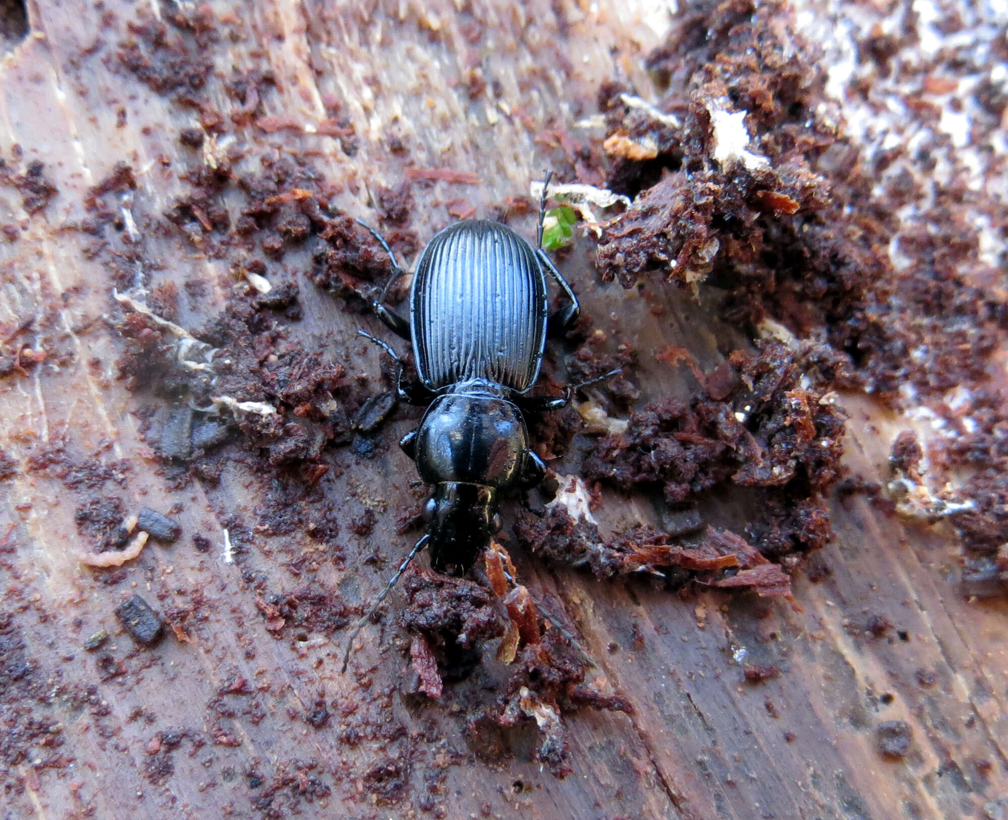 Image of Pterostichus (Eosteropus) aethiops (Panzer 1796)