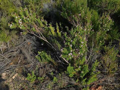 Image of Pelargonium hermaniifolium (Berg.) Jacq.