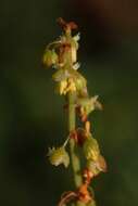 Rumex roseus L. resmi