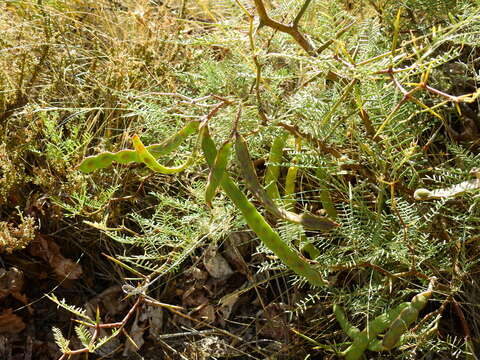 صورة Prosopis flexuosa var. depressa F. A. Roig