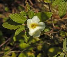 Image of Turnera orientalis (Urban) M. M. Arbo