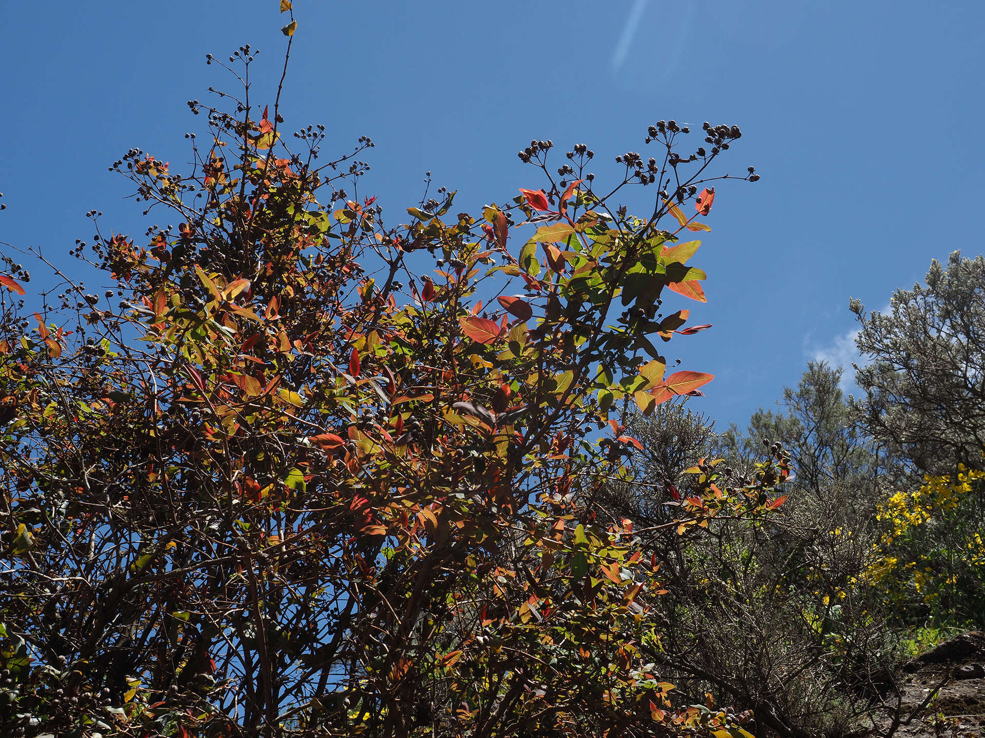 Image of tall tutsan