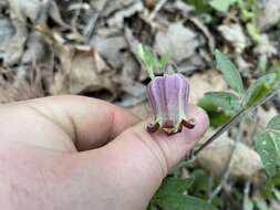 Plancia ëd Clematis vinacea Floden