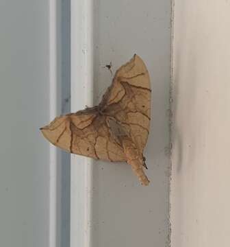 Image of Lesser Grapevine Looper Moth