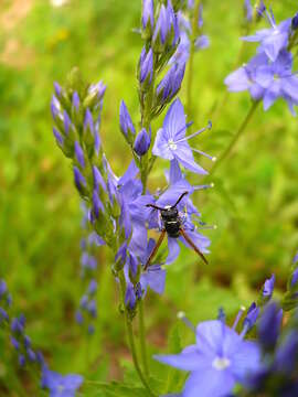 Image of broadleaf speedwell