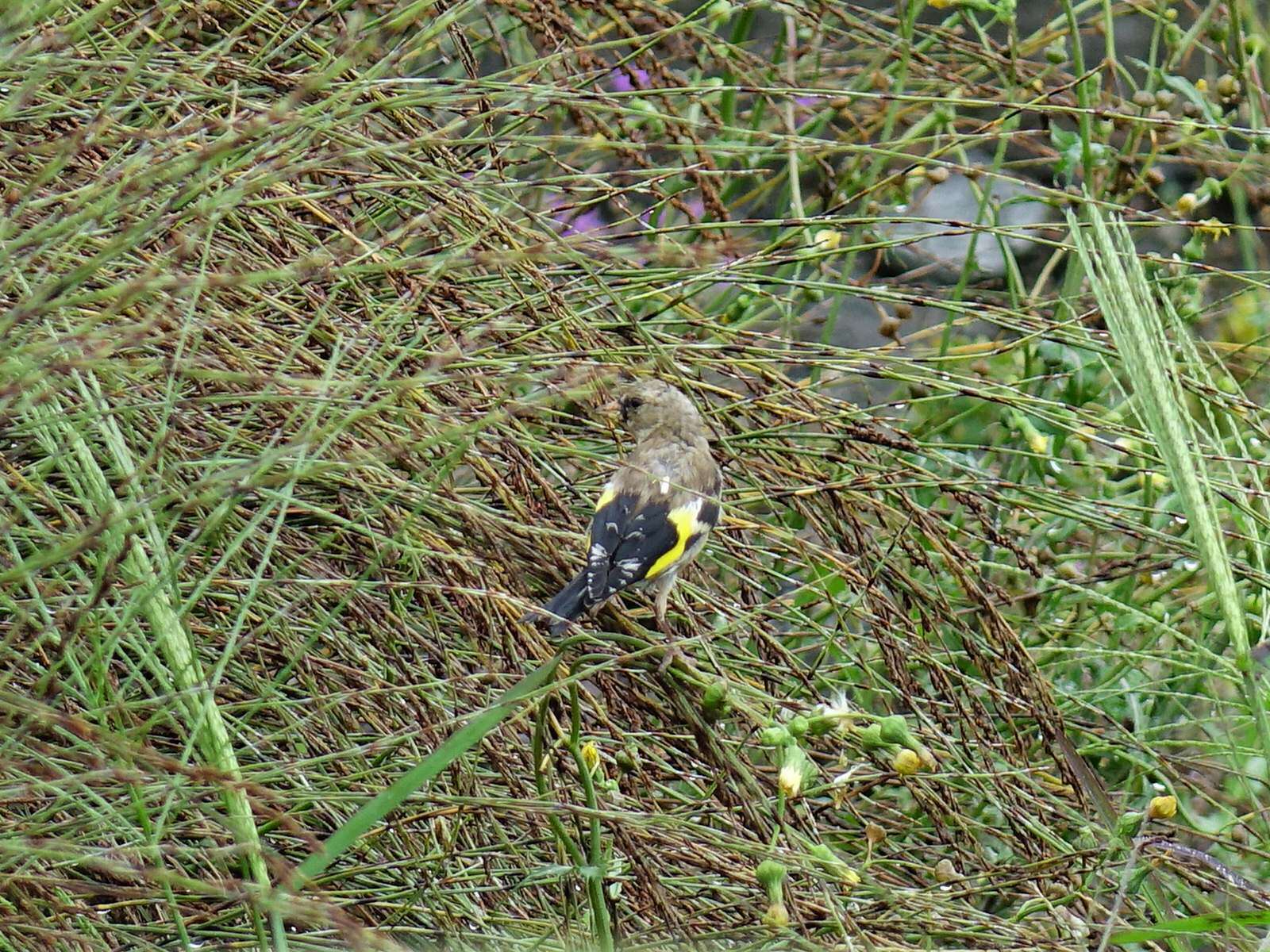 Image of Goldfinch