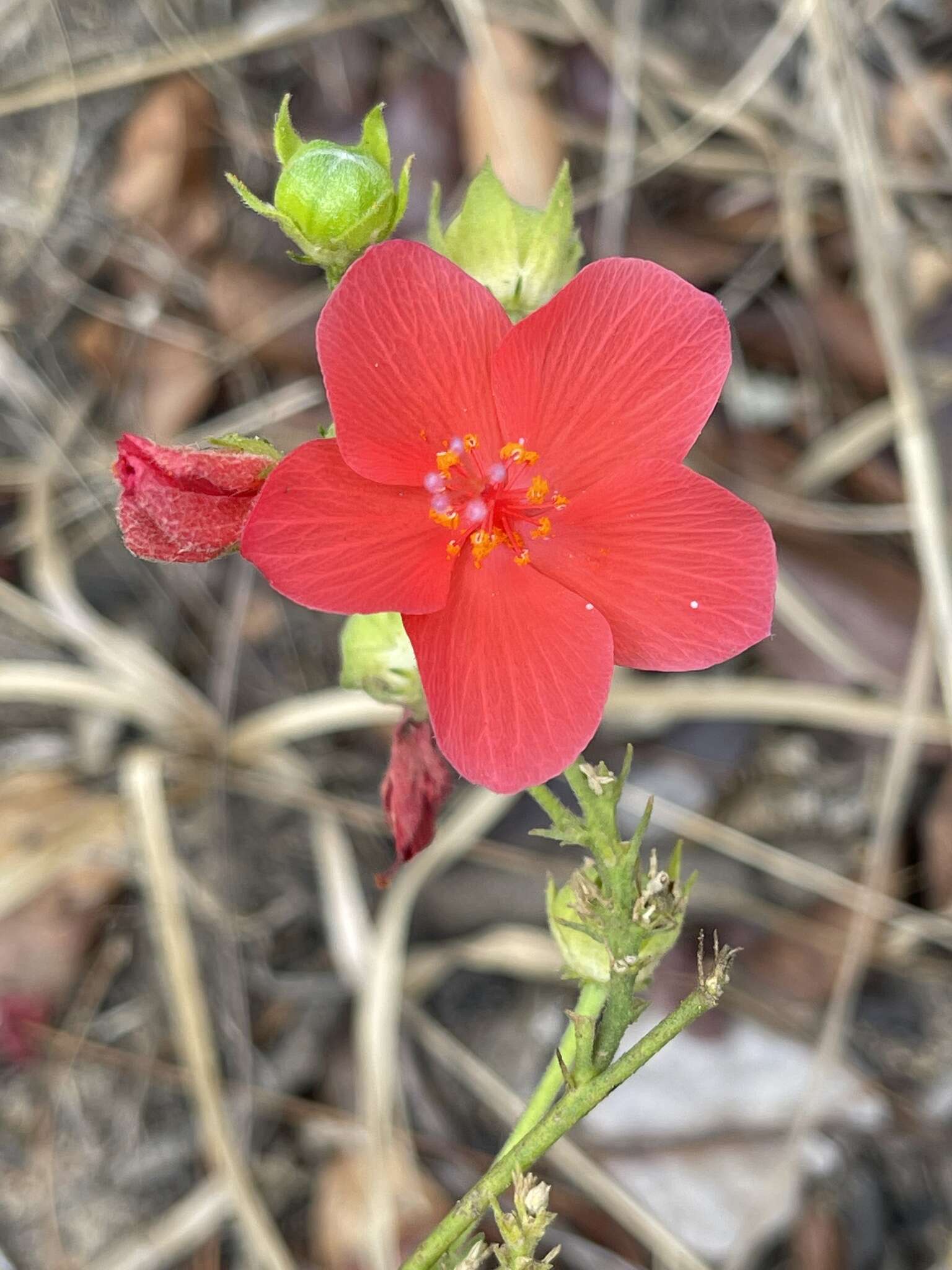 صورة Hibiscus rhodanthus Gürke ex Schinz