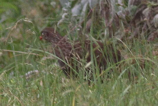 Image of Scaly Francolin