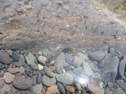 Image of Rock-pool Blenny