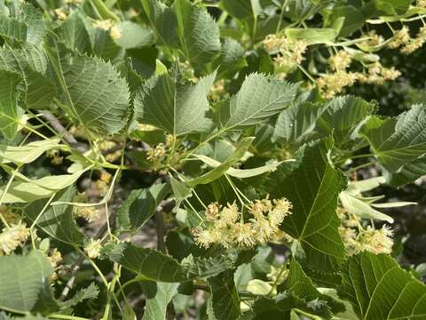 Image of Tilia dasystyla subsp. multiflora (Ledeb.) Pigott