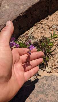 Image of Higgins' beardtongue