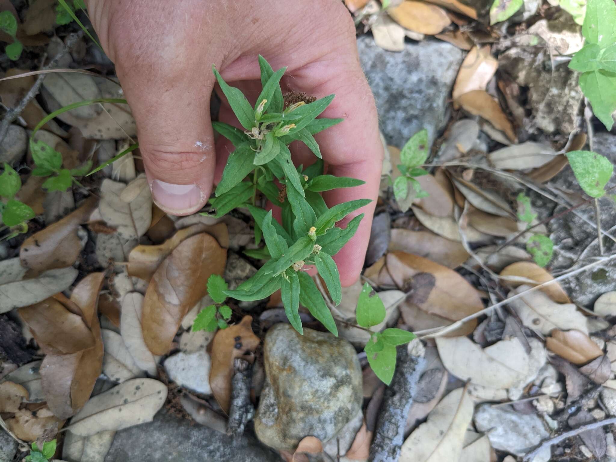 Imagem de Spigelia hedyotidea A. DC.