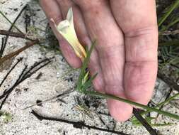 Image of Romulea flava var. flava