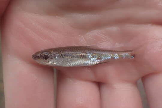 Image of Bigeye Shiner