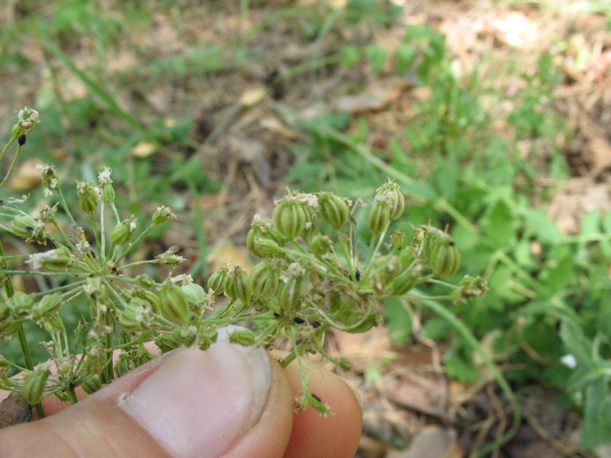 Image of Aulacospermum multifidum (Sm.) Woronow