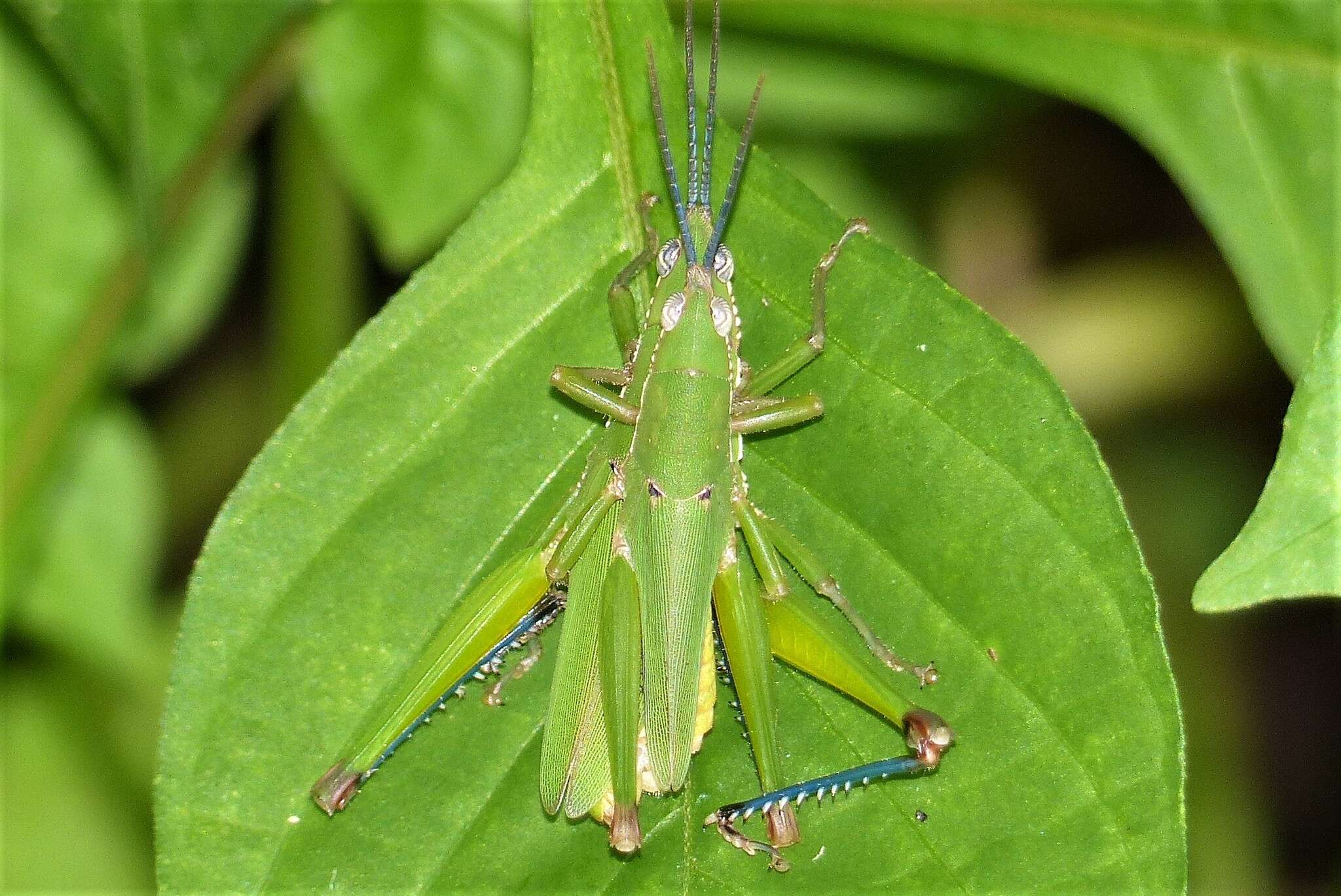 Image of Tagasta marginella (Thunberg 1815)