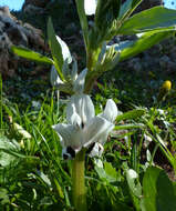 Vicia galilaea Plitmann & Zohary的圖片