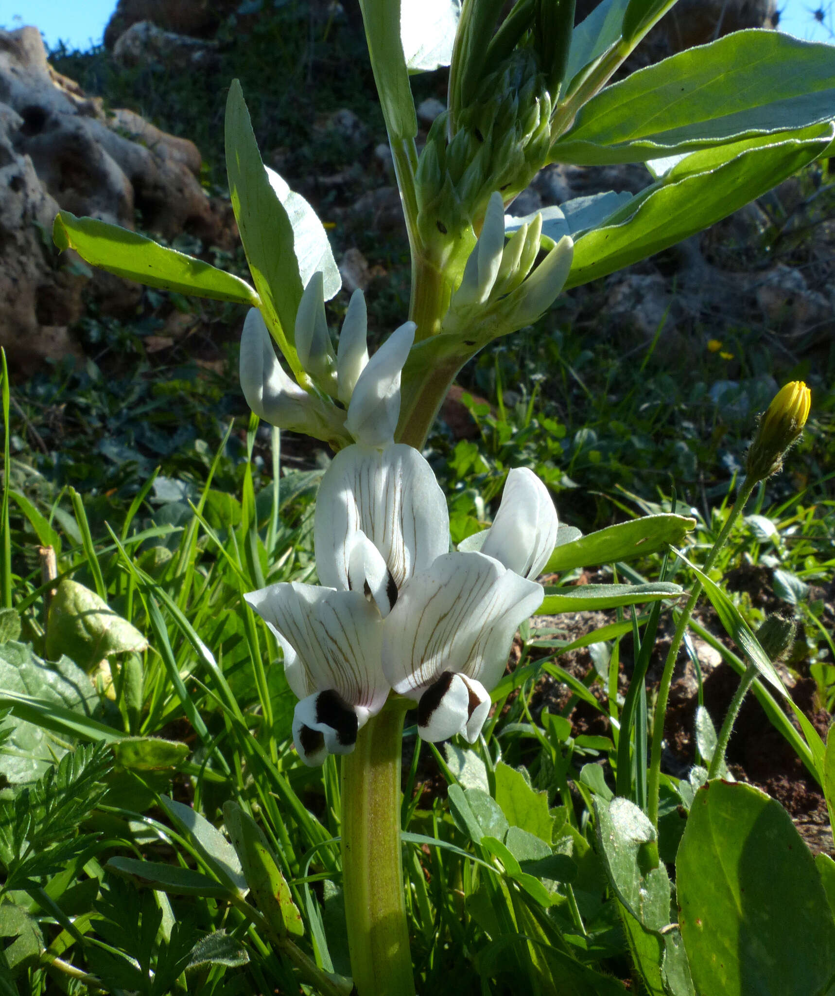 Vicia galilaea Plitmann & Zohary的圖片