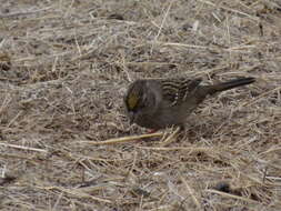 Image of Golden-crowned Sparrow