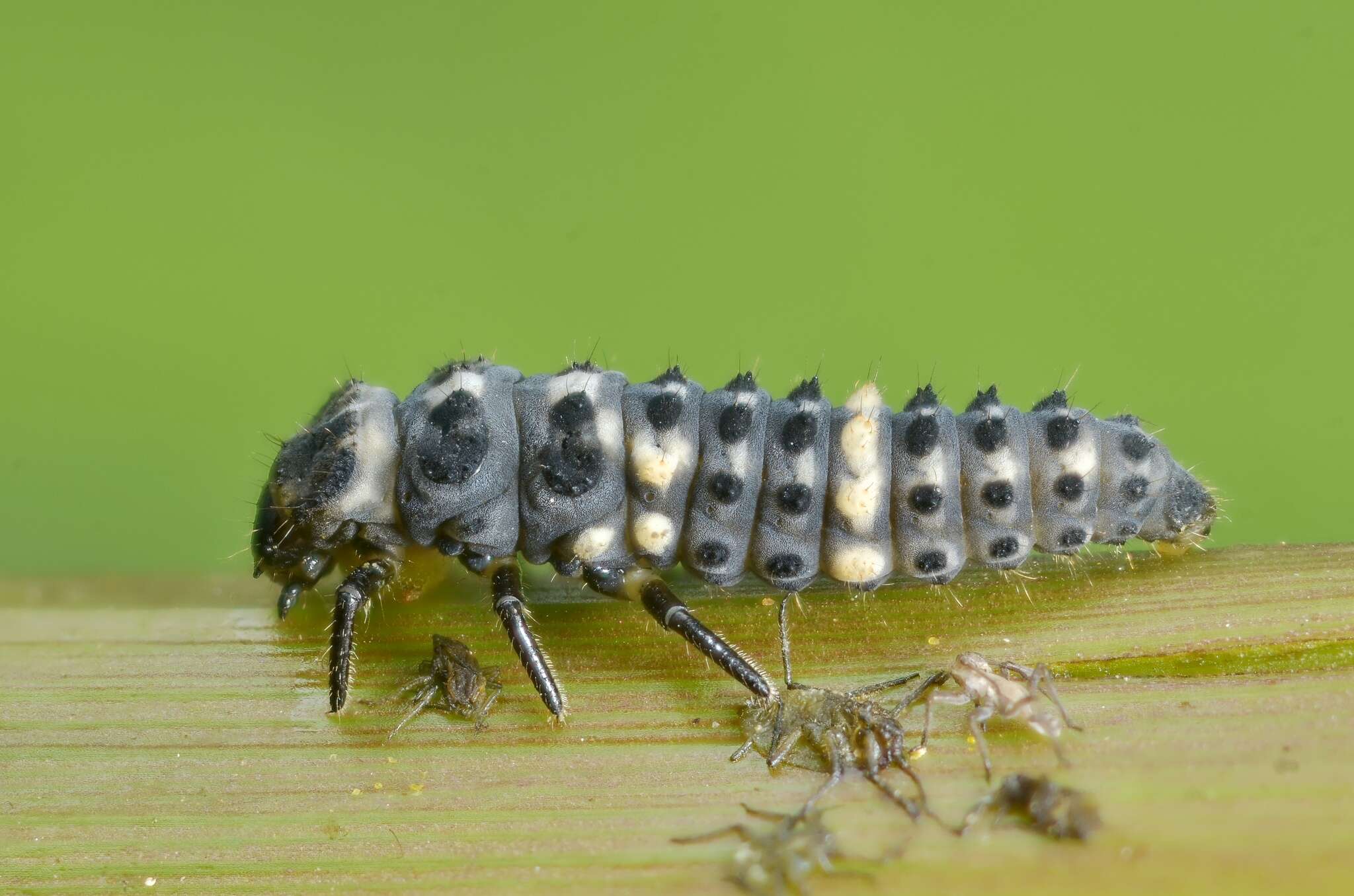 Image of 13-spot ladybird