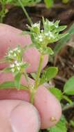 Image of Drummond's nailwort